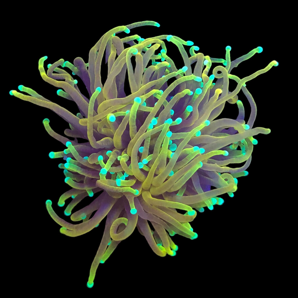 Ocyan