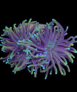 Alternative view of L240-2 Torch Gold 2 bocas