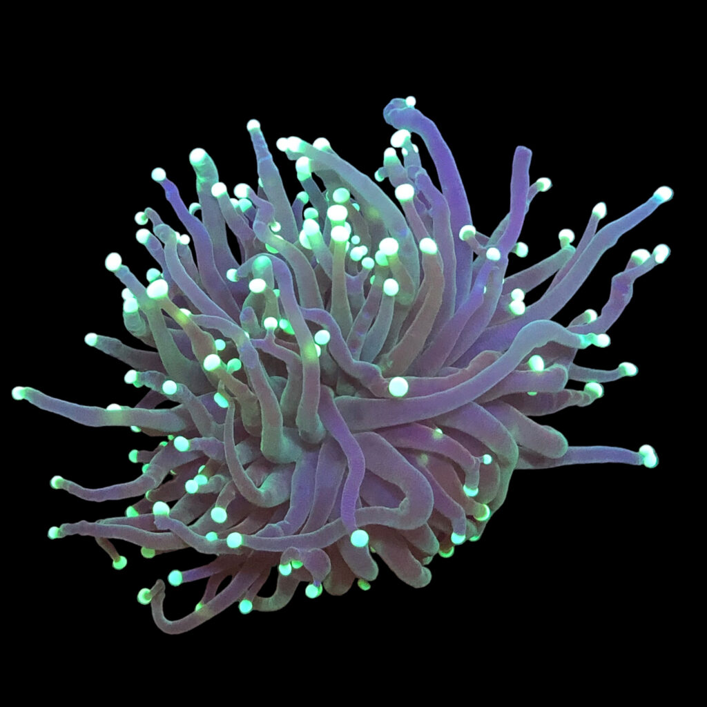 Ocyan