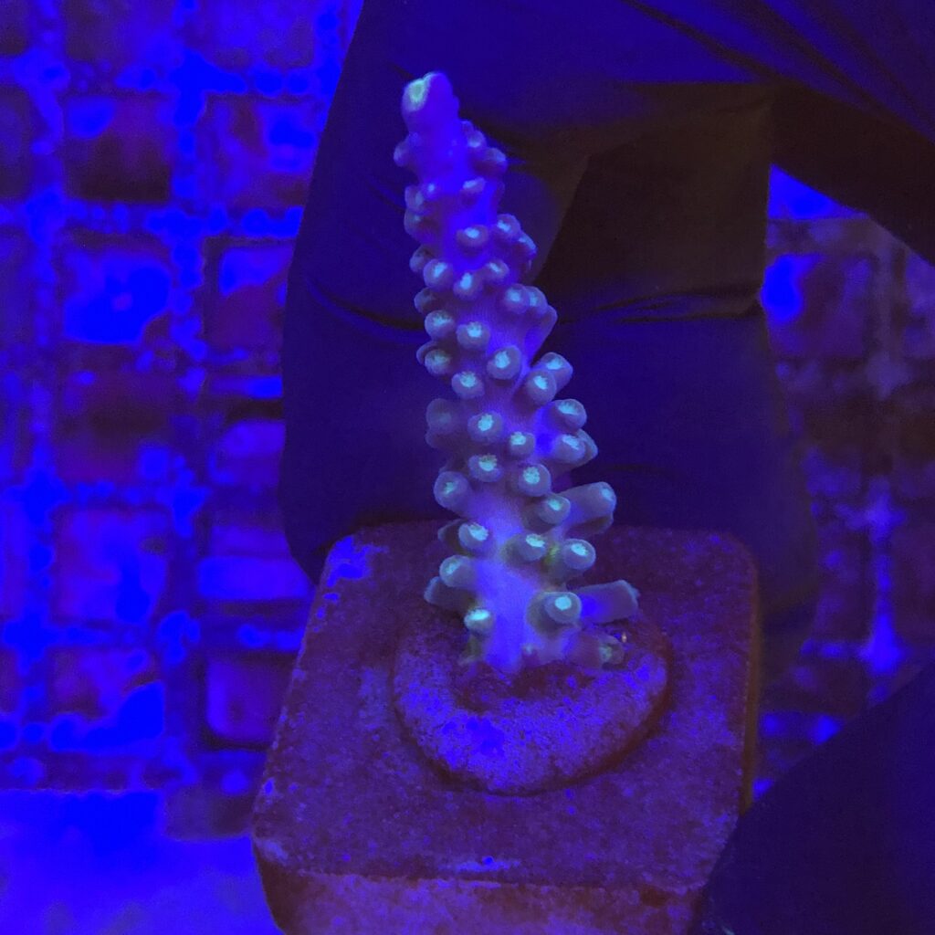 Ocyan