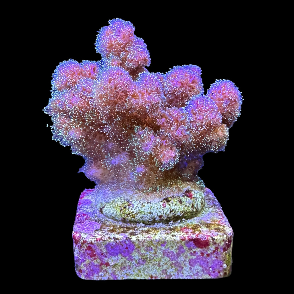 Ocyan