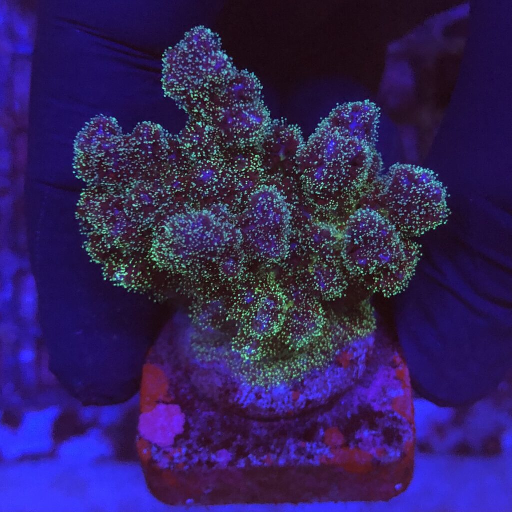 Ocyan