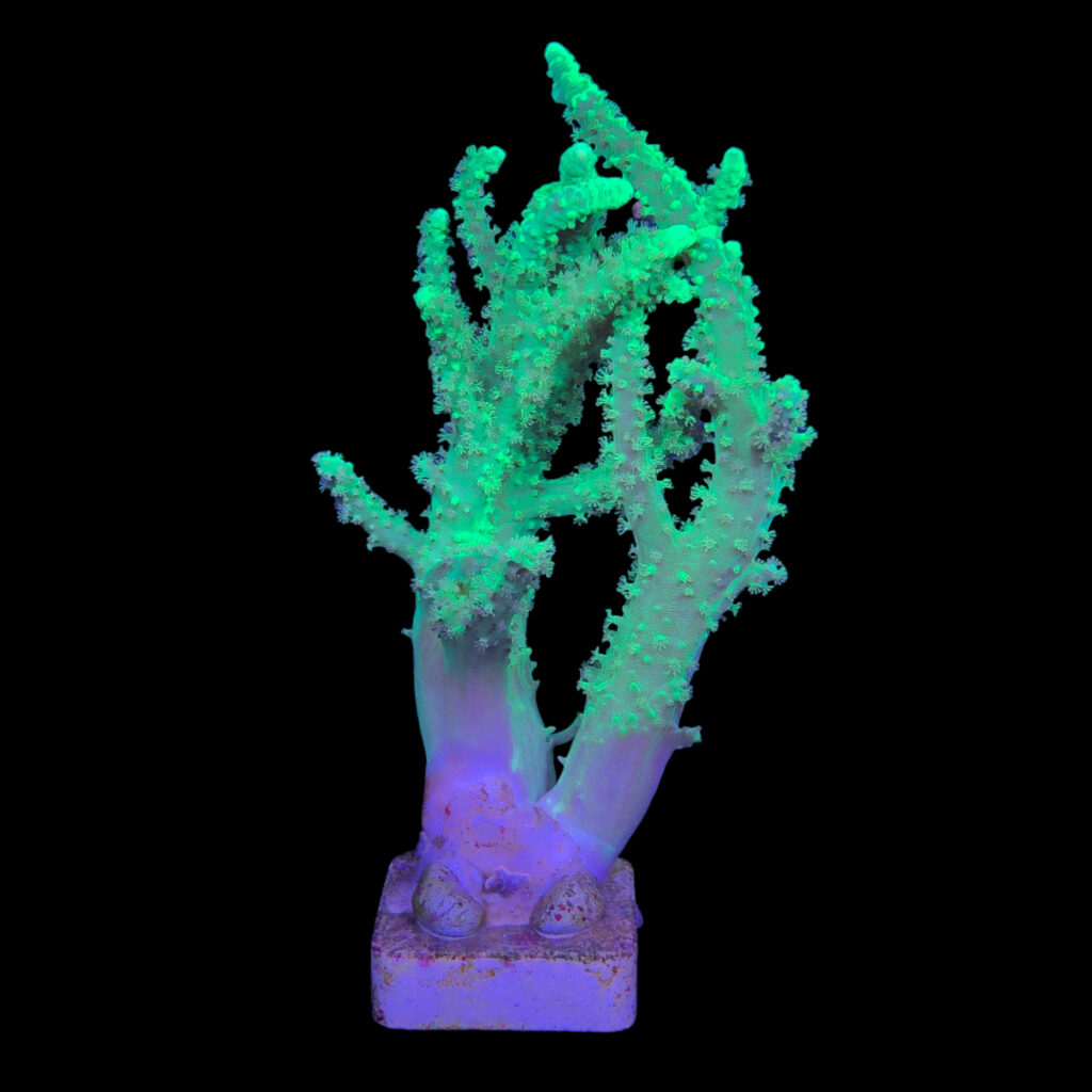 Ocyan