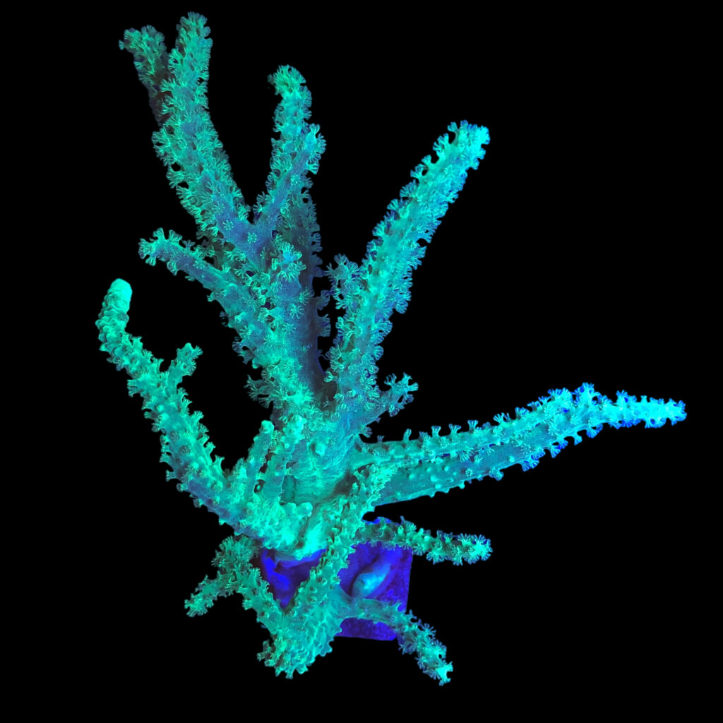 Ocyan