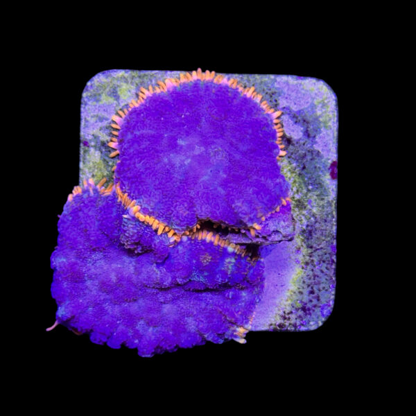 SO326-2 Mush Rhodactis Cardinal 2 polyps