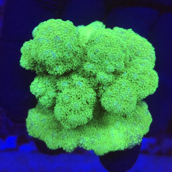 PC134M Pocillopora Yellow Green M