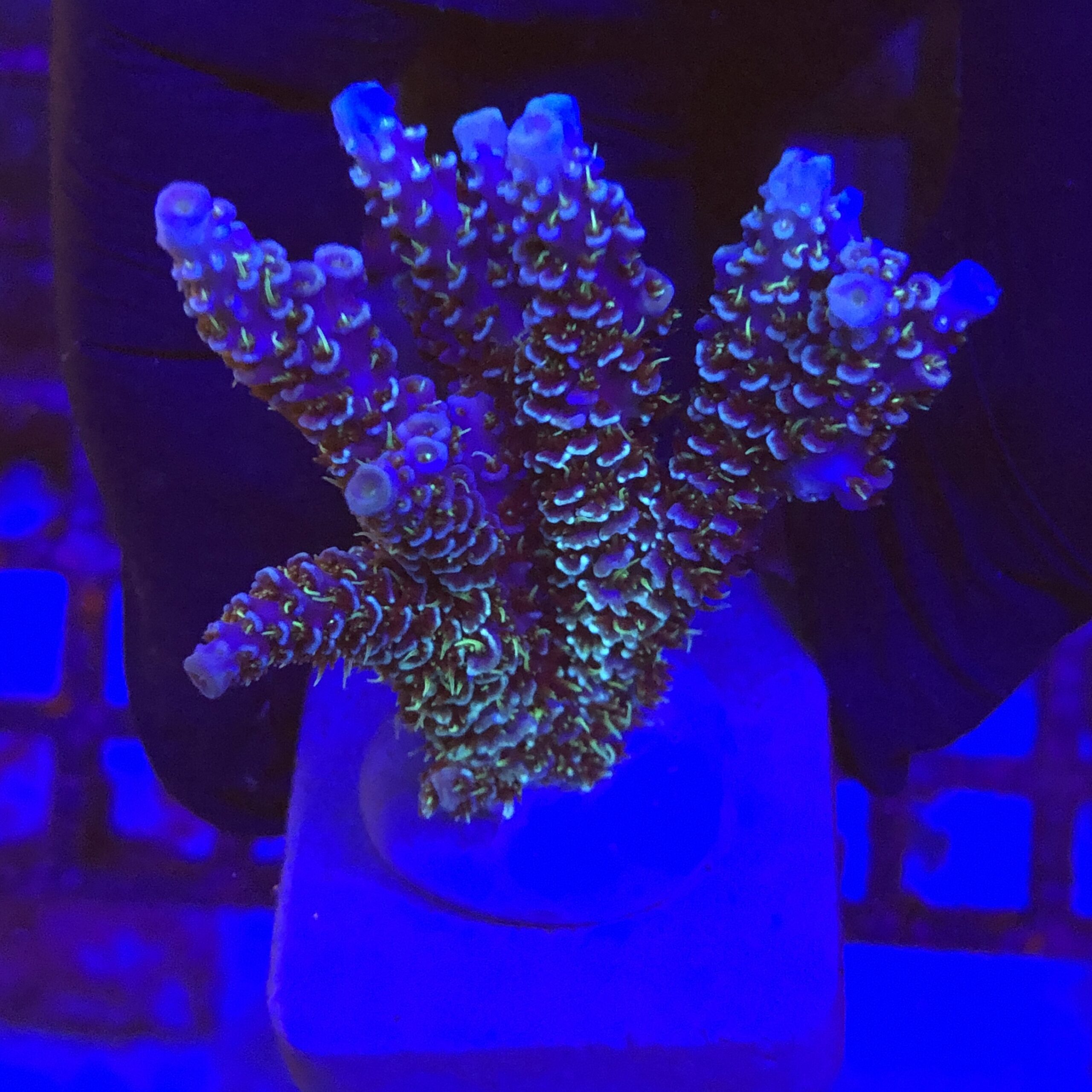 MI1129M Millepora Blue M - Ocyan