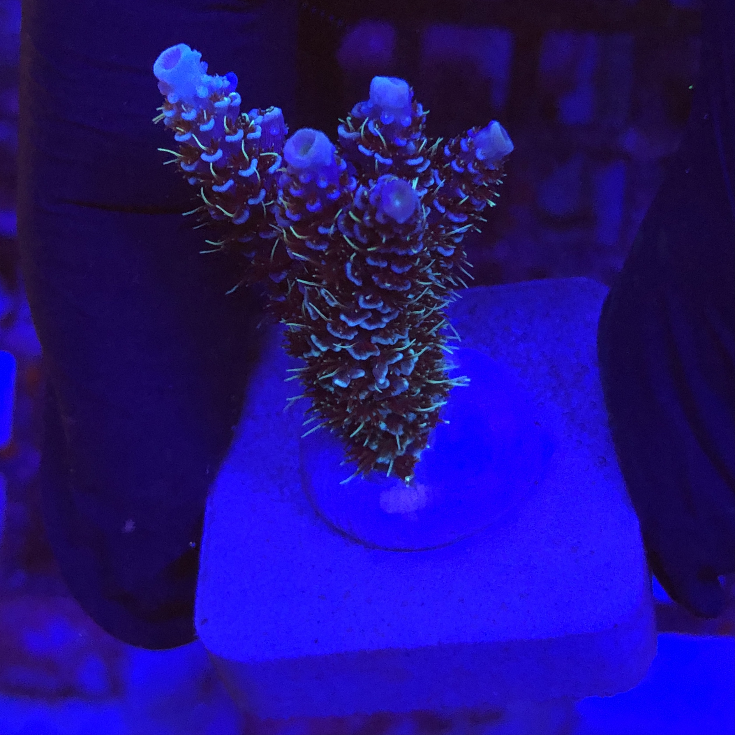 MI1129M Millepora Blue M - Ocyan