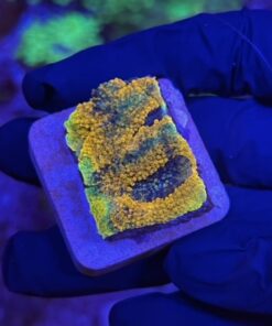 Acanthastrea Echinata Orange M