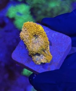 Acanthastrea Echinata Orange M
