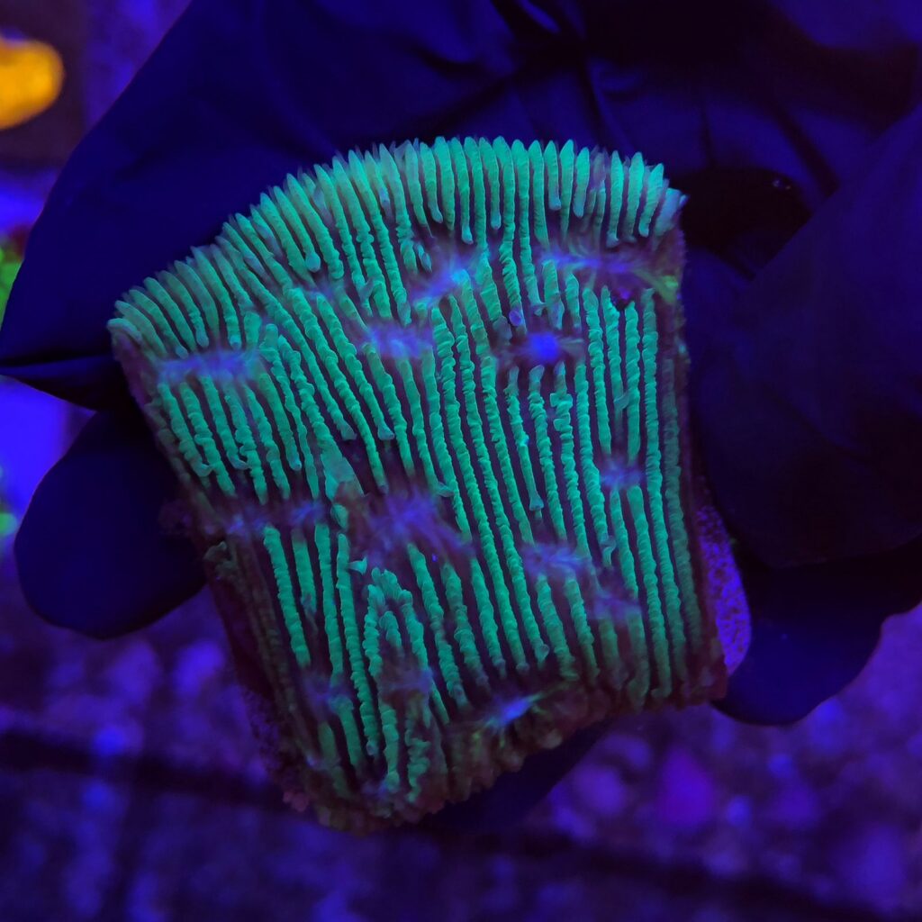 Ocyan