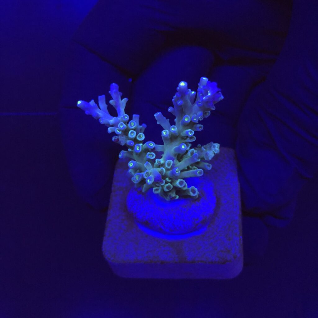 Ocyan