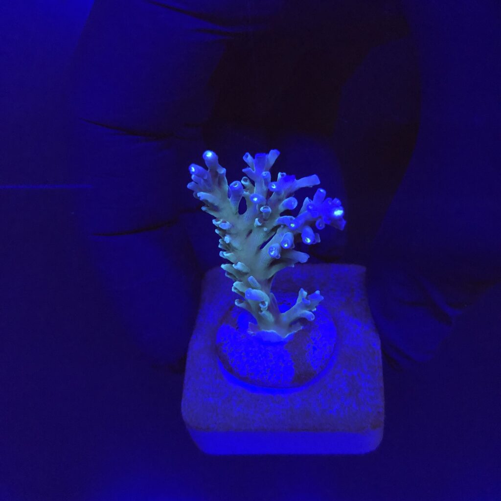 Ocyan