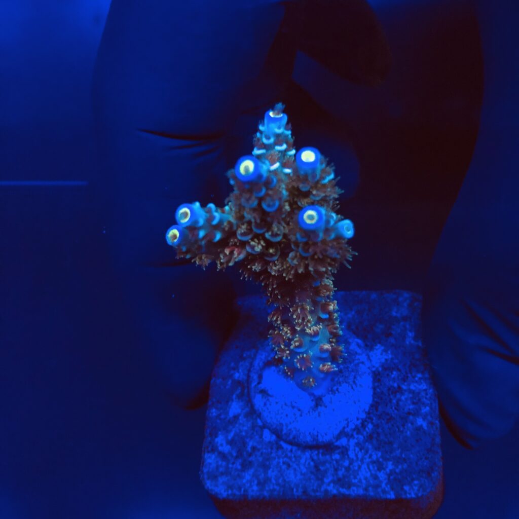 Ocyan