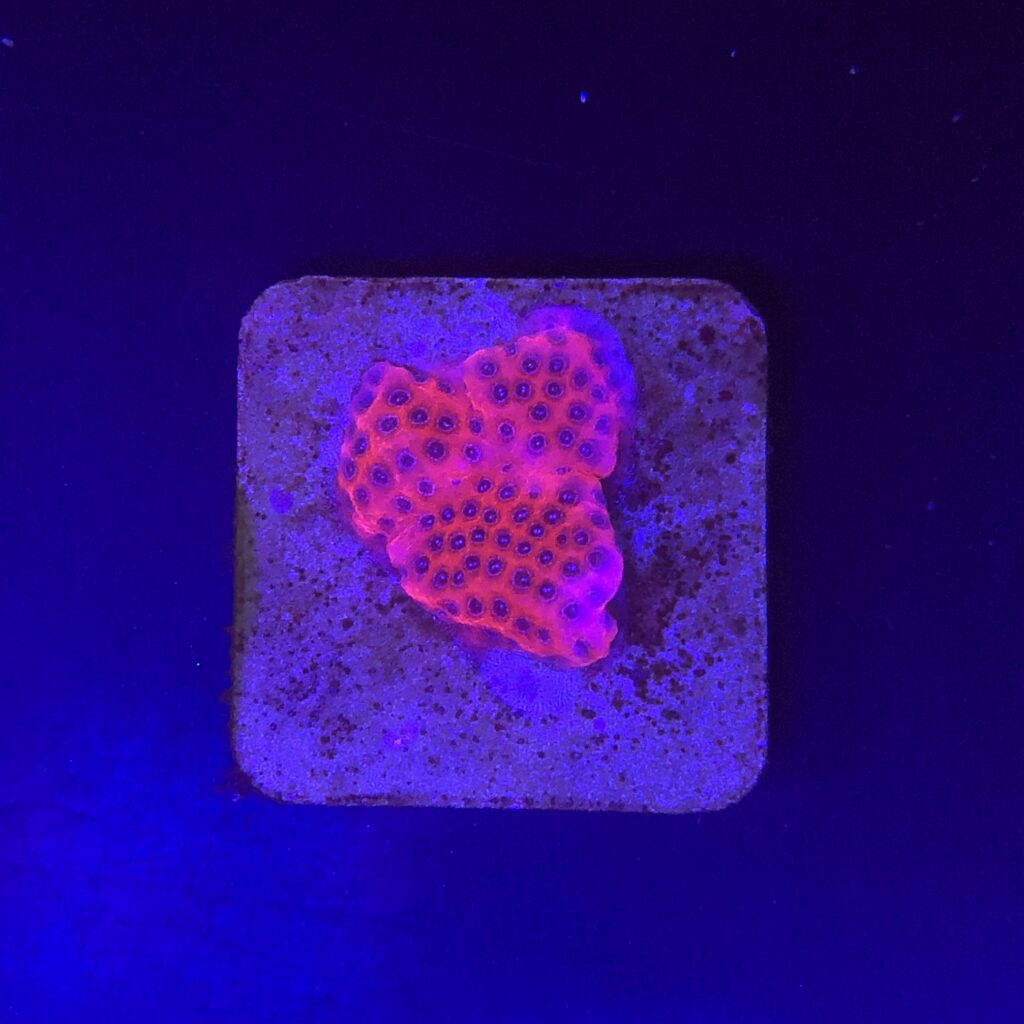 Ocyan