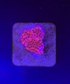 PR142M Porites Darth Maul M