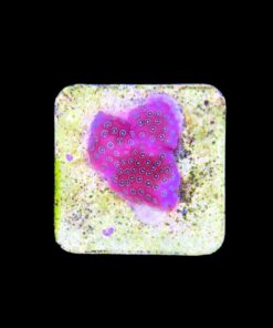 Alternative view of PR142M Porites Darth Maul M