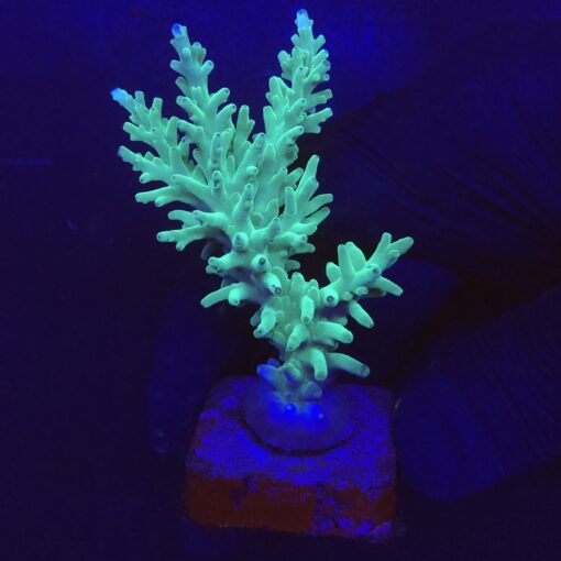AC1113G Echinata Green G
