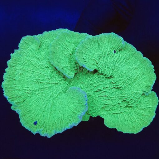 MO1217C Montipora Capricórnio Green Colônia