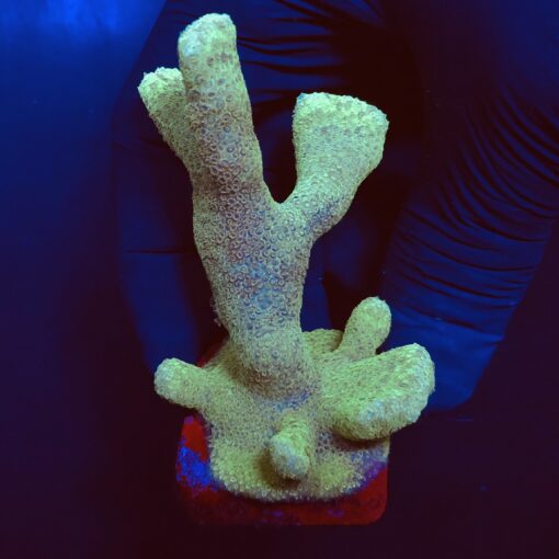 PR141G Porites Yellow G