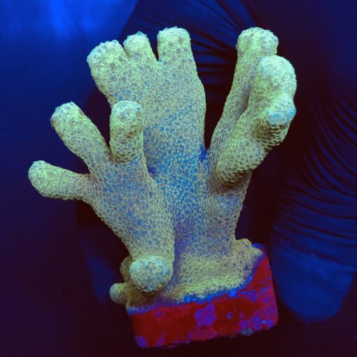 PR141EG Porites Yellow Mini Colônia
