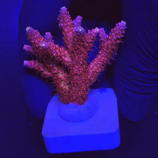 Millepora Bubble Gum G
