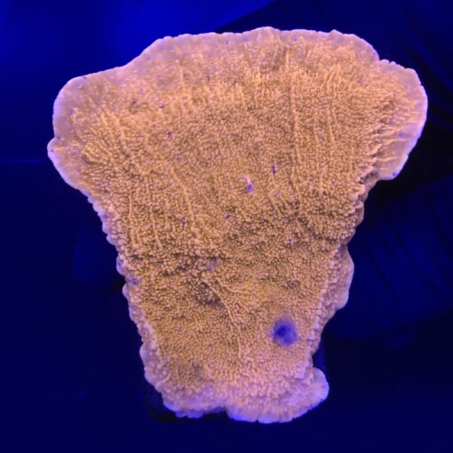 Montipora Capricórnio Laranja M