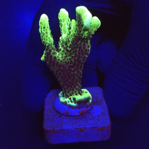 Montipora Confusa Lemon (Spongodes) M