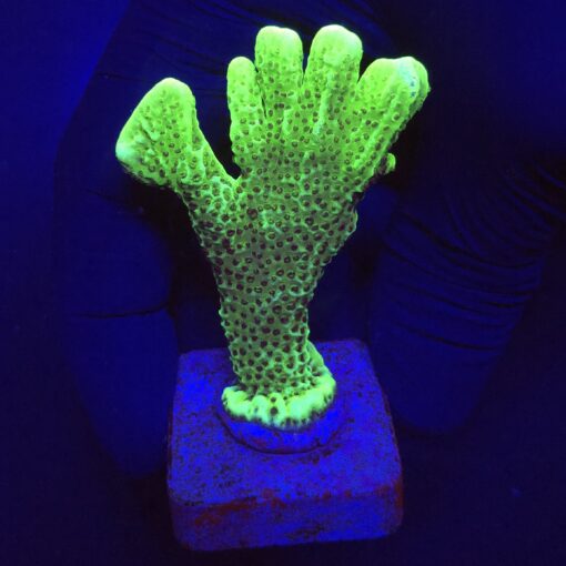 Montipora Confusa Lemon (Spongodes) M