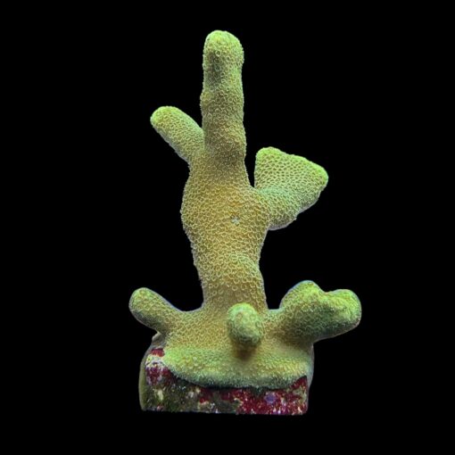 Porites Yellow G