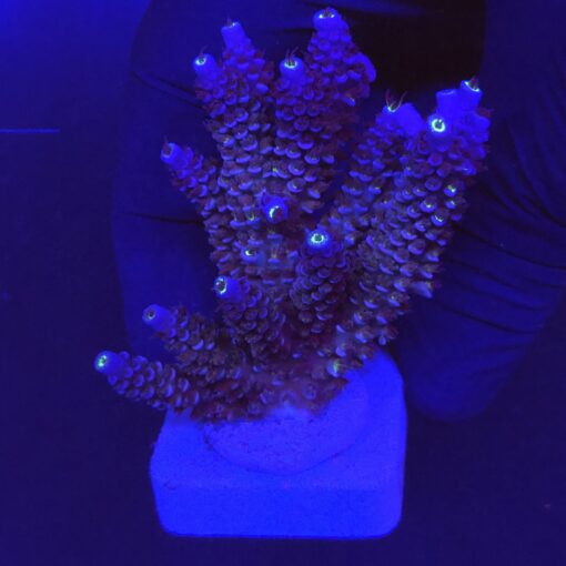 Tenuis All Blue G