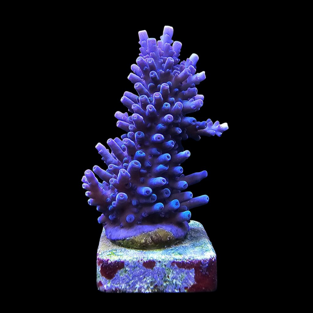 Ocyan
