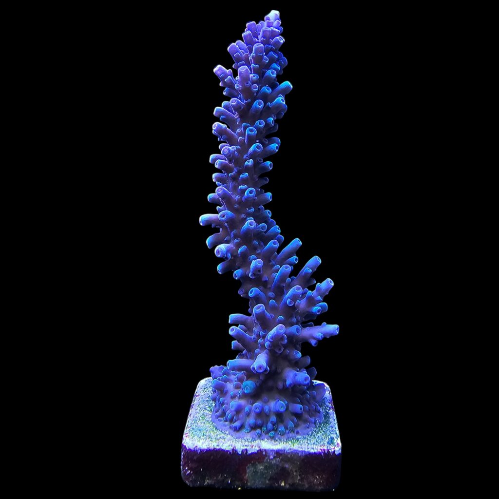 Ocyan