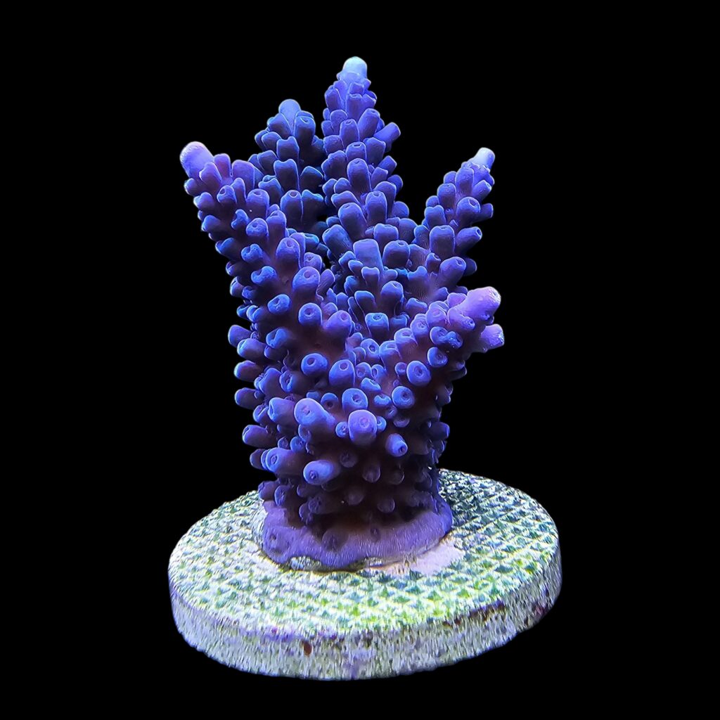 Ocyan