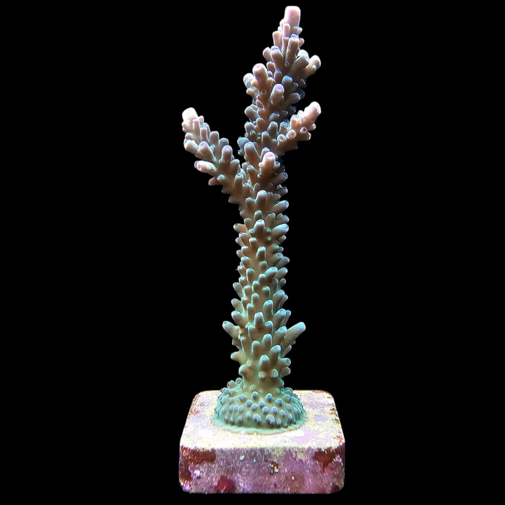 Ocyan