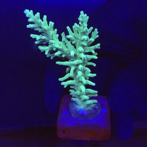 Echinata Green G