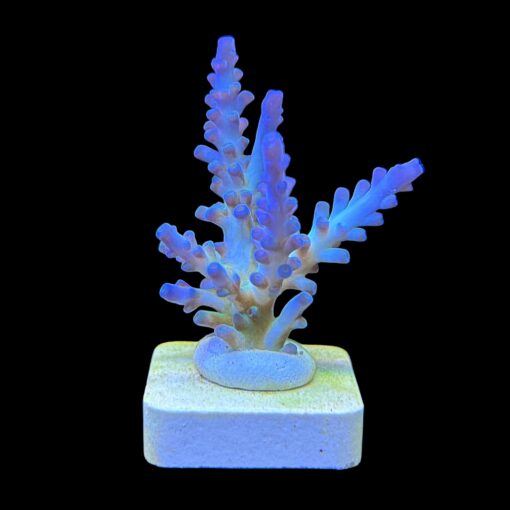 Gomezi Blue G