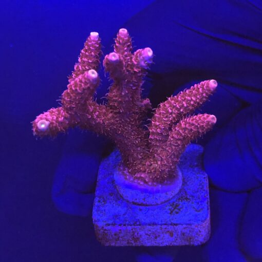 Millepora Bubble Gum G