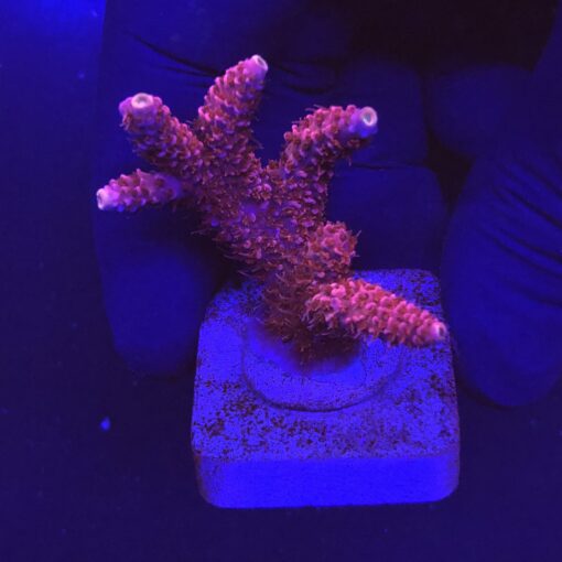 Millepora Bubble Gum M