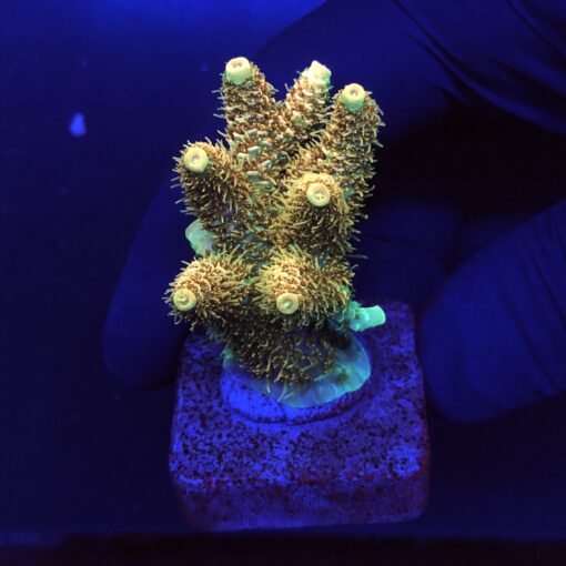 MI1132M Millepora Orange Yellow Tips M