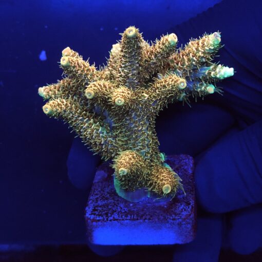 Millepora Orange Yellow Tips Mini Colônia