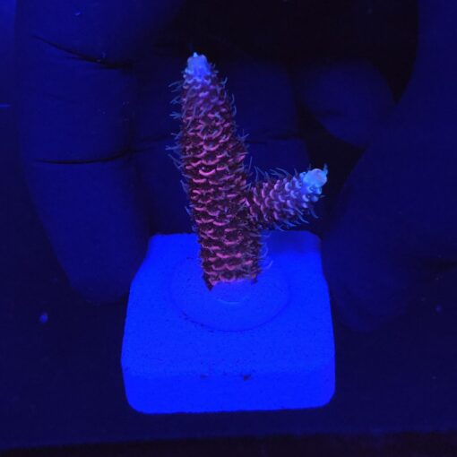 Millepora Pink M