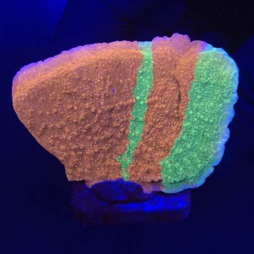 Montipora Capricornio Grafted M