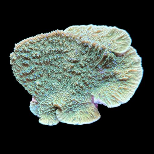 Montipora Capricornio Green Blue Polyps G