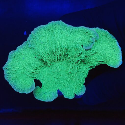 Montipora Capricornio Green G