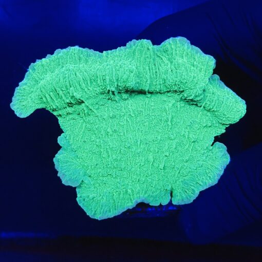 Montipora Capricornio Green G