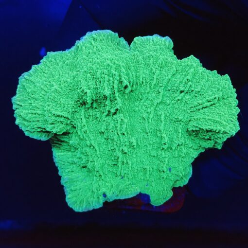 Montipora Capricornio Green M