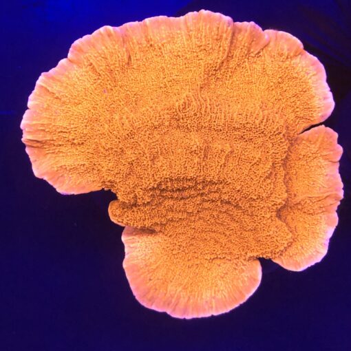 Montipora Capricórnio Laranja G