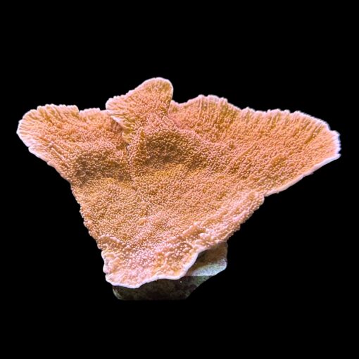 Montipora Capricórnio Laranja G