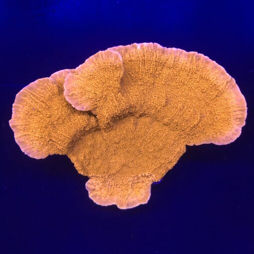 Montipora Capricórnio Laranja Mini Colônia